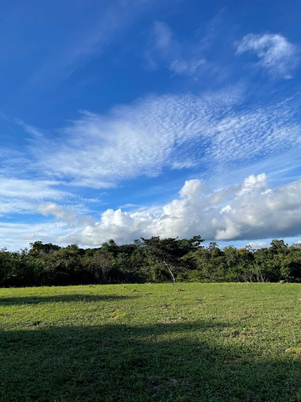 Terreno plano cubierto de pasto con árboles al fondo y nubes