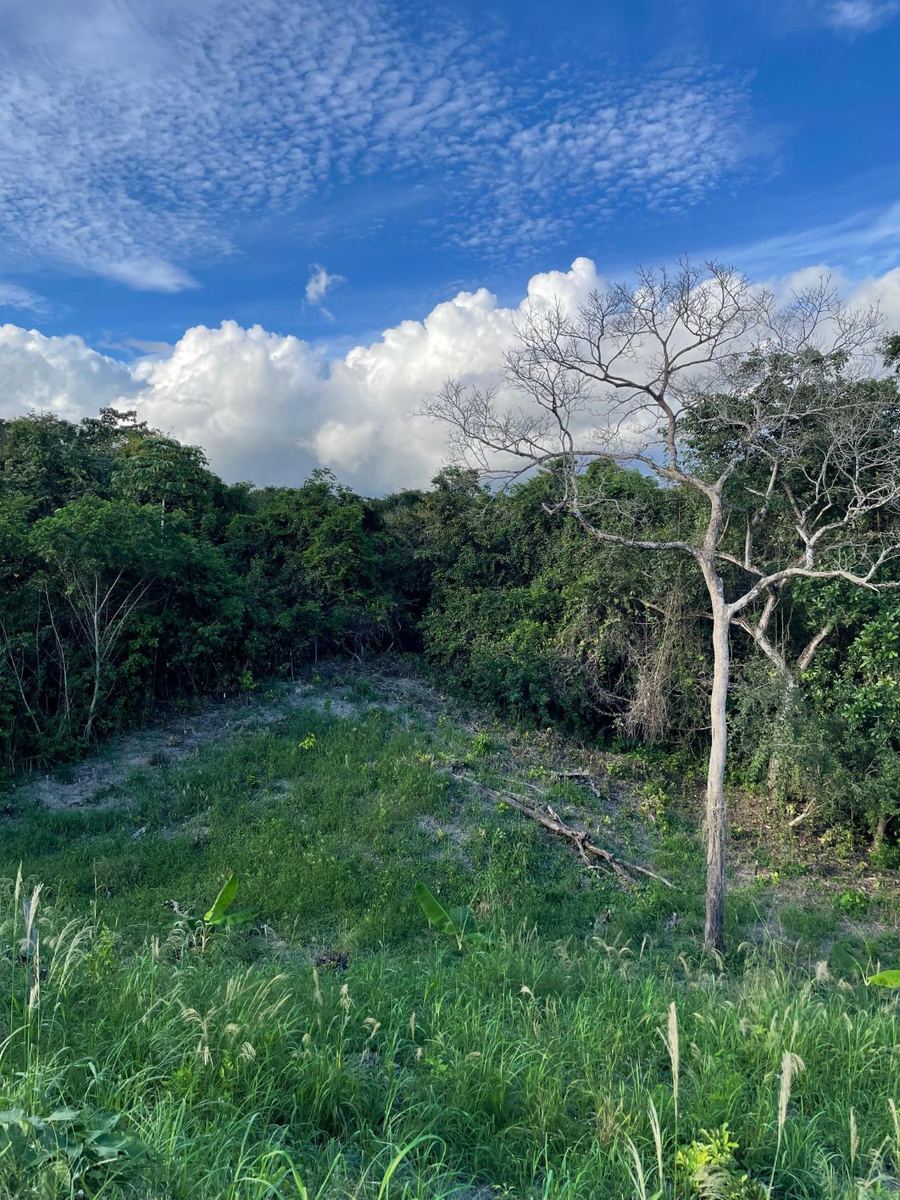 Terreno con una zona en pendiente, árboles y vegetación densa al fondo
